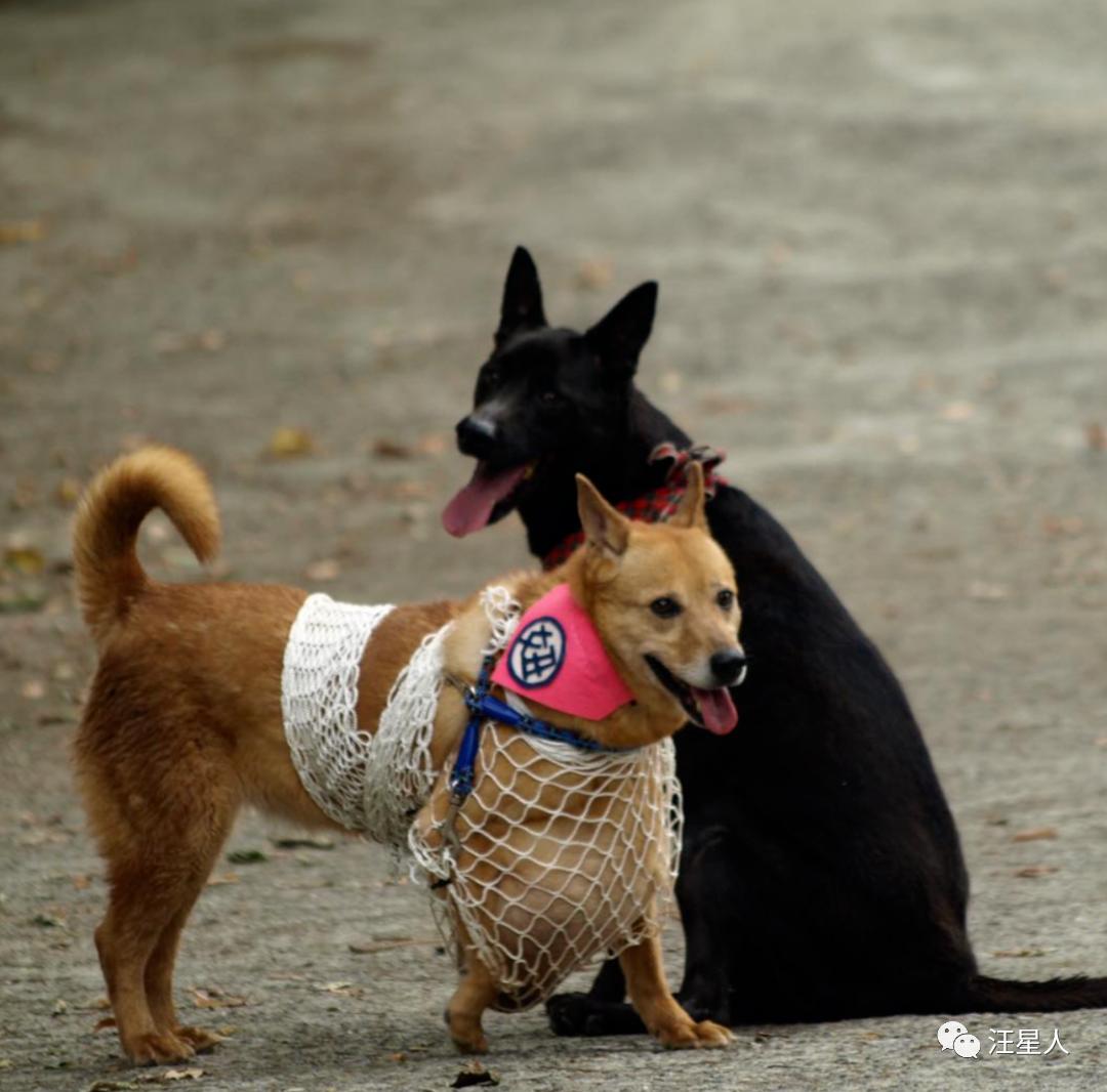 流浪狗得肿瘤,流浪狗得肿瘤被主人遗弃