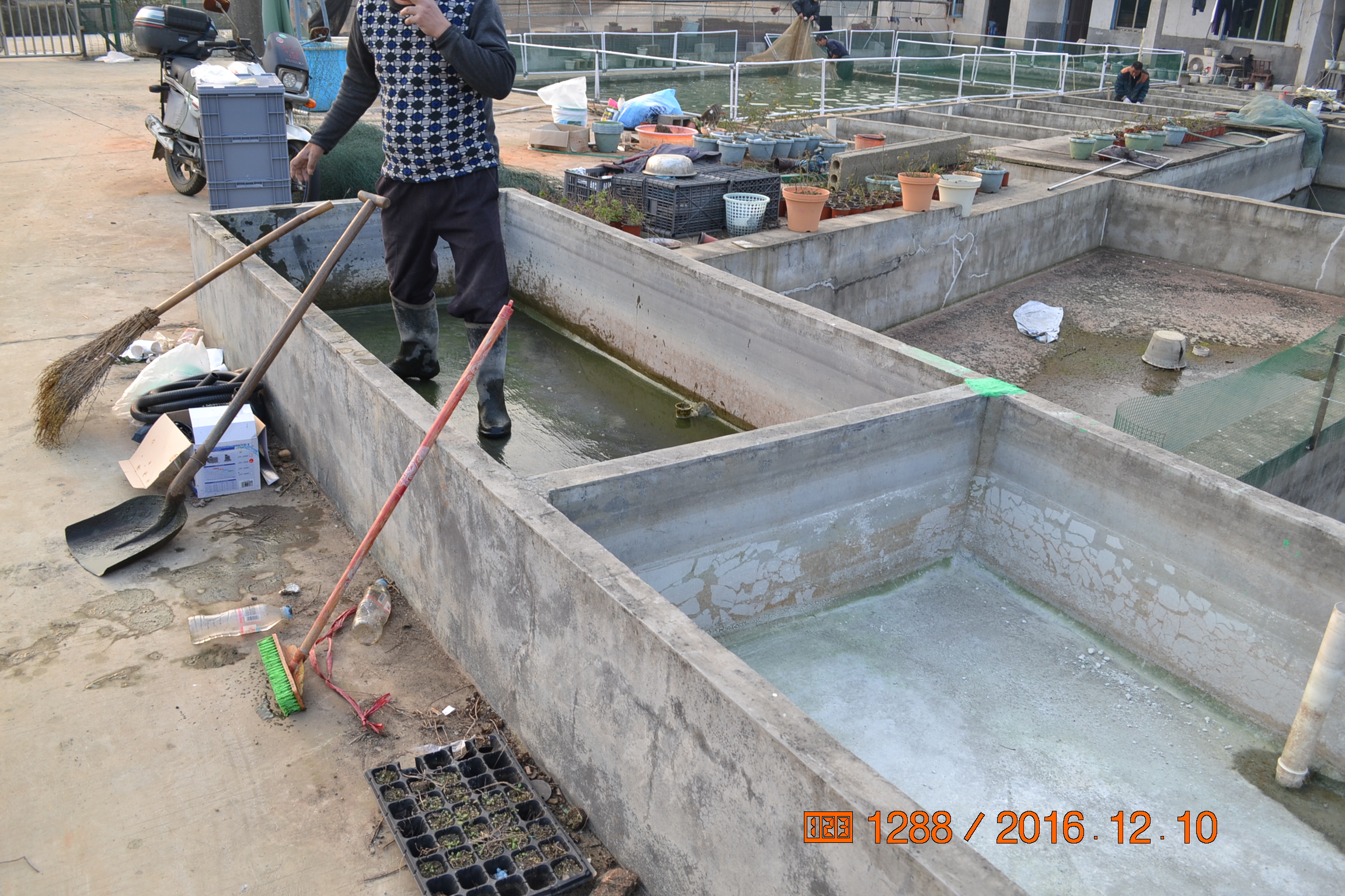 湖南最好的锦鲤养殖基地,湘潭锦鲤养殖