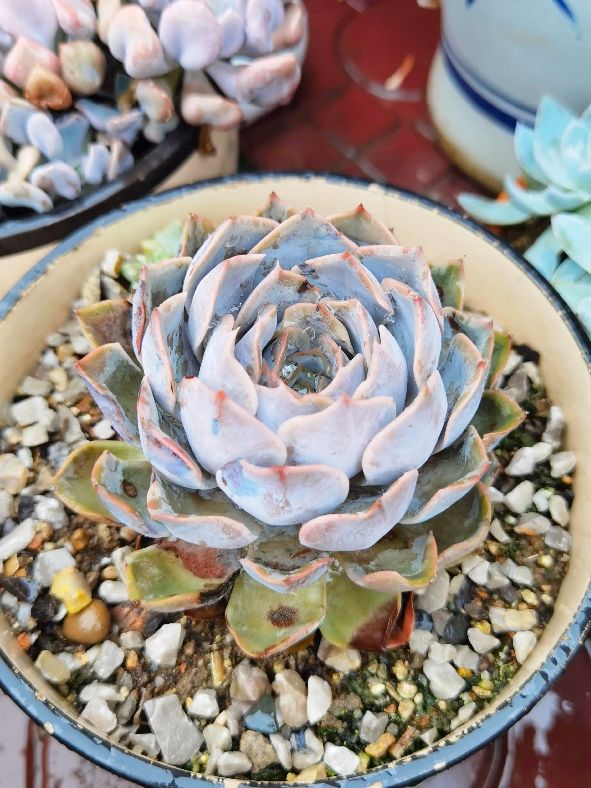 容易度夏的多肉品种图片,容易度夏的多肉植物有哪些