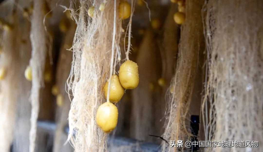 中国薯都地址在哪里,中国薯都为什么是定西