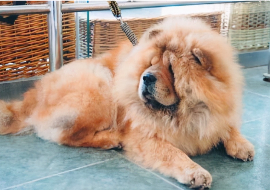 如何让狗狗快速养成不挑食的习惯,家犬吃得多不挑食的狗狗有哪些