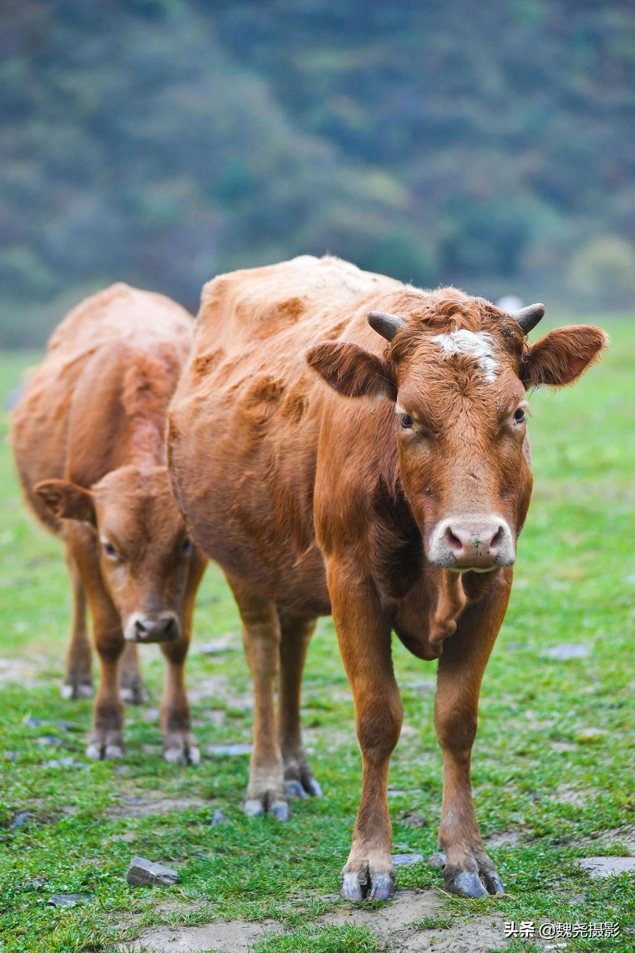 留坝秦岭之夜,留坝秦岭森林公园