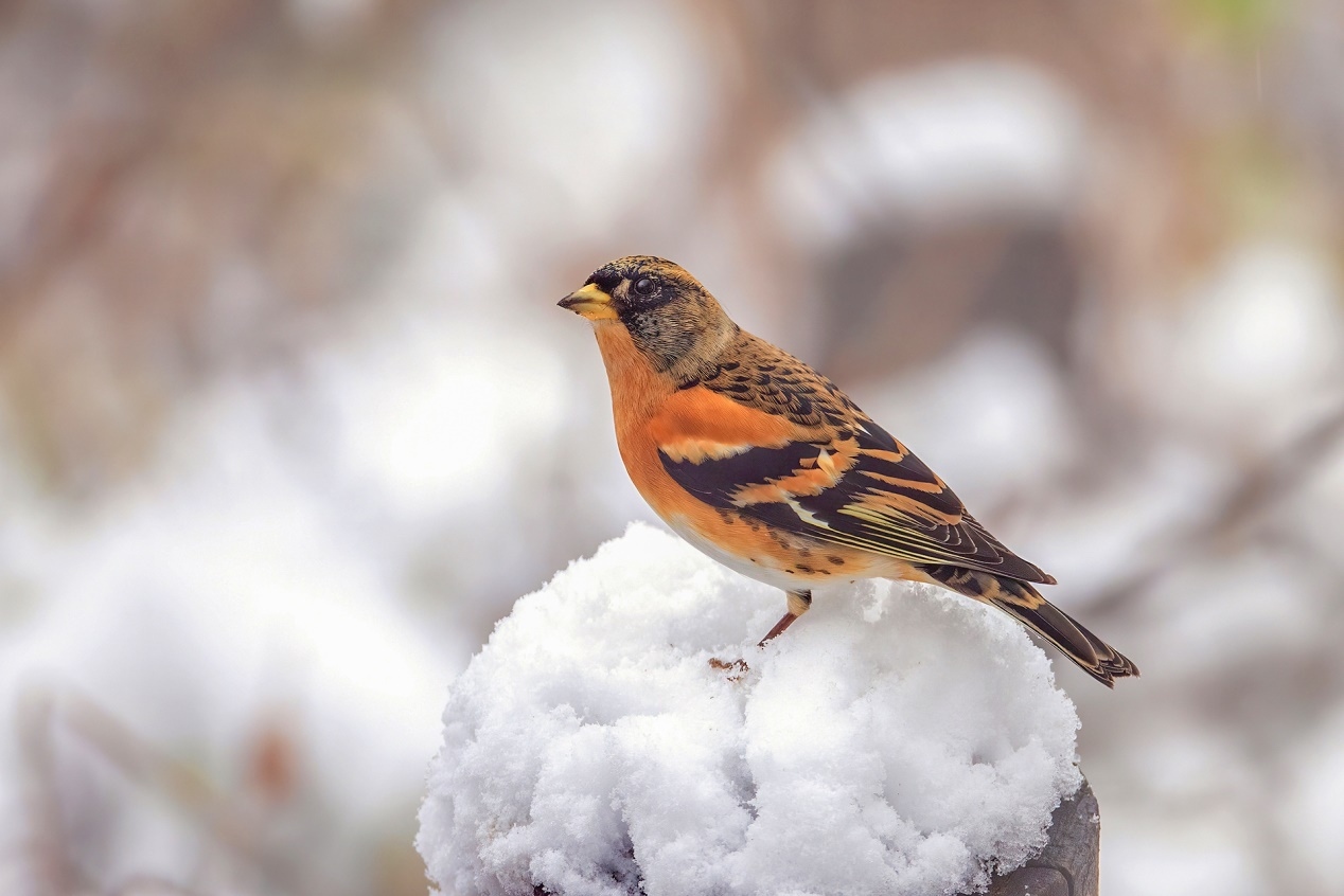 佳能r5和r5哪个更适合拍鸟,佳能eosr5适合拍鸟吗