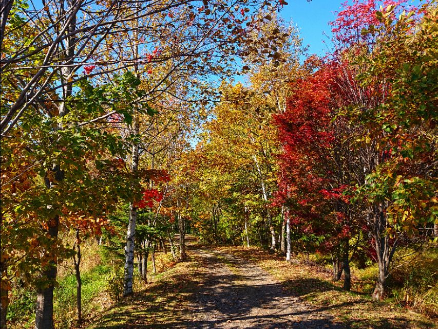北海道登别到美瑛町需多久,日本北海道美瑛川的雪景
