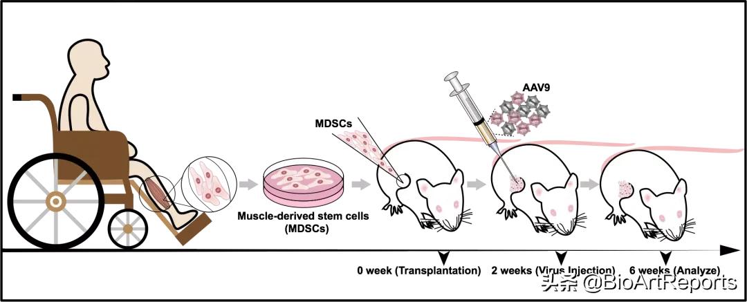 杜氏肌营养不良基因疗法最新进展,基因治疗疾病最新突破