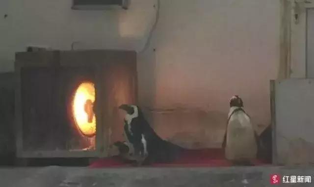 女子和孩子进家门被尾随,女子出门被小男孩尾随