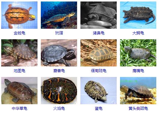 养鱼混养注意事项大全图解,新手养鱼混养推荐