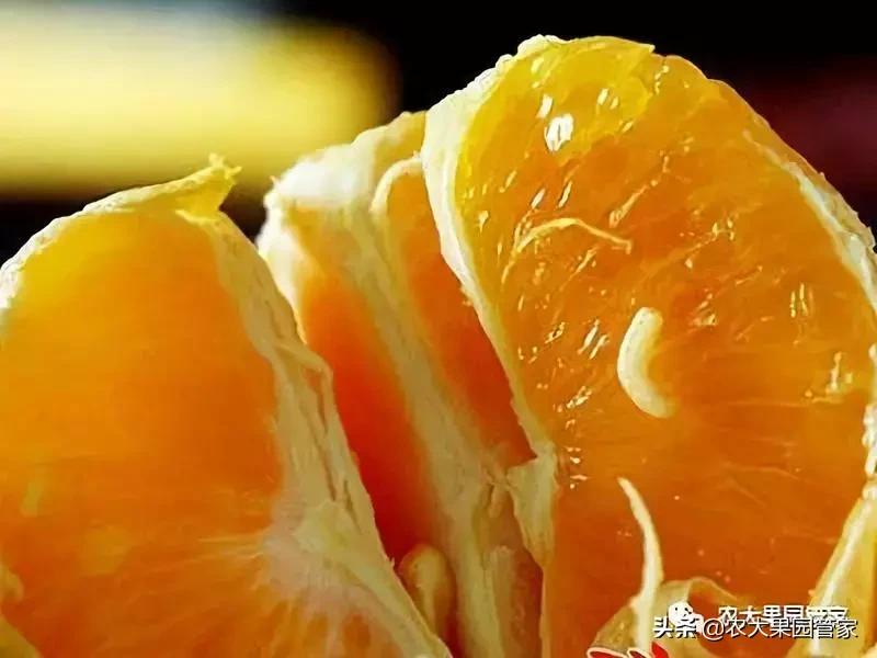 果实蝇对脐橙花有危害吗,果实蝇防治最有效方法