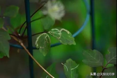 天气回暖，春雨滋润，致命的铁线莲病虫害也来了！