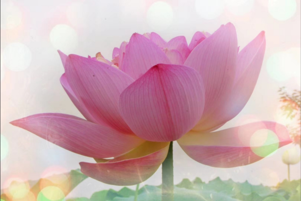 新能源汽车的利弊,二手新能源电动汽车利弊