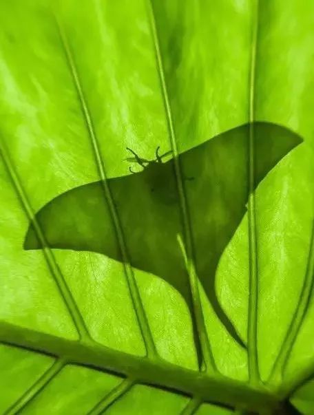 传说中的蛊虫真的有吗,传说中的扑棱蛾子