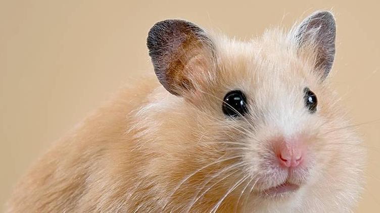 养仓鼠的十大禁忌,养仓鼠的十大禁忌入门必知