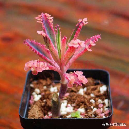 不死鸟多肉用什么盆养长得好,一棵不死鸟多肉可以养多少年