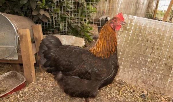 母鸡下完蛋咯咯哒的叫,原来人们都理解错了,原因为让人恍然大悟