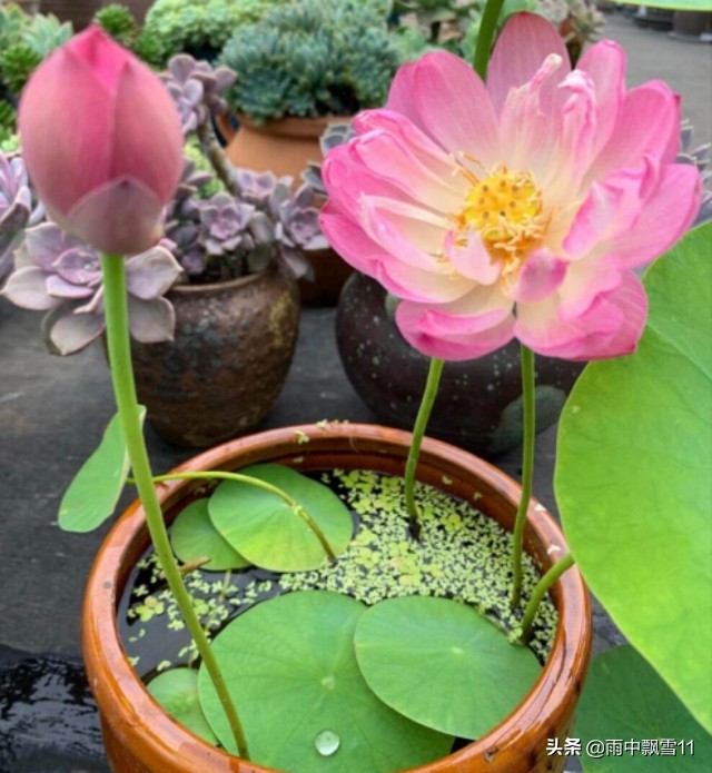 如何正确养碗莲才能让碗莲开花,碗莲怎么养才不烂叶子