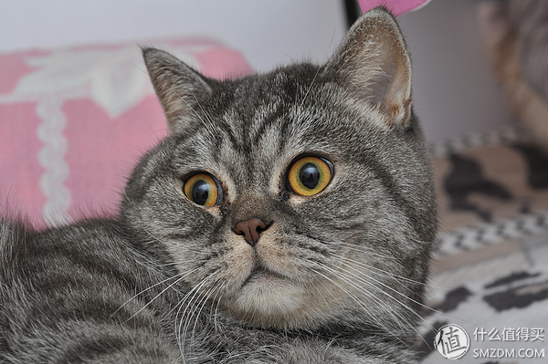 专业摄影师必备的定焦镜头,只选一只人像定焦镜头推荐