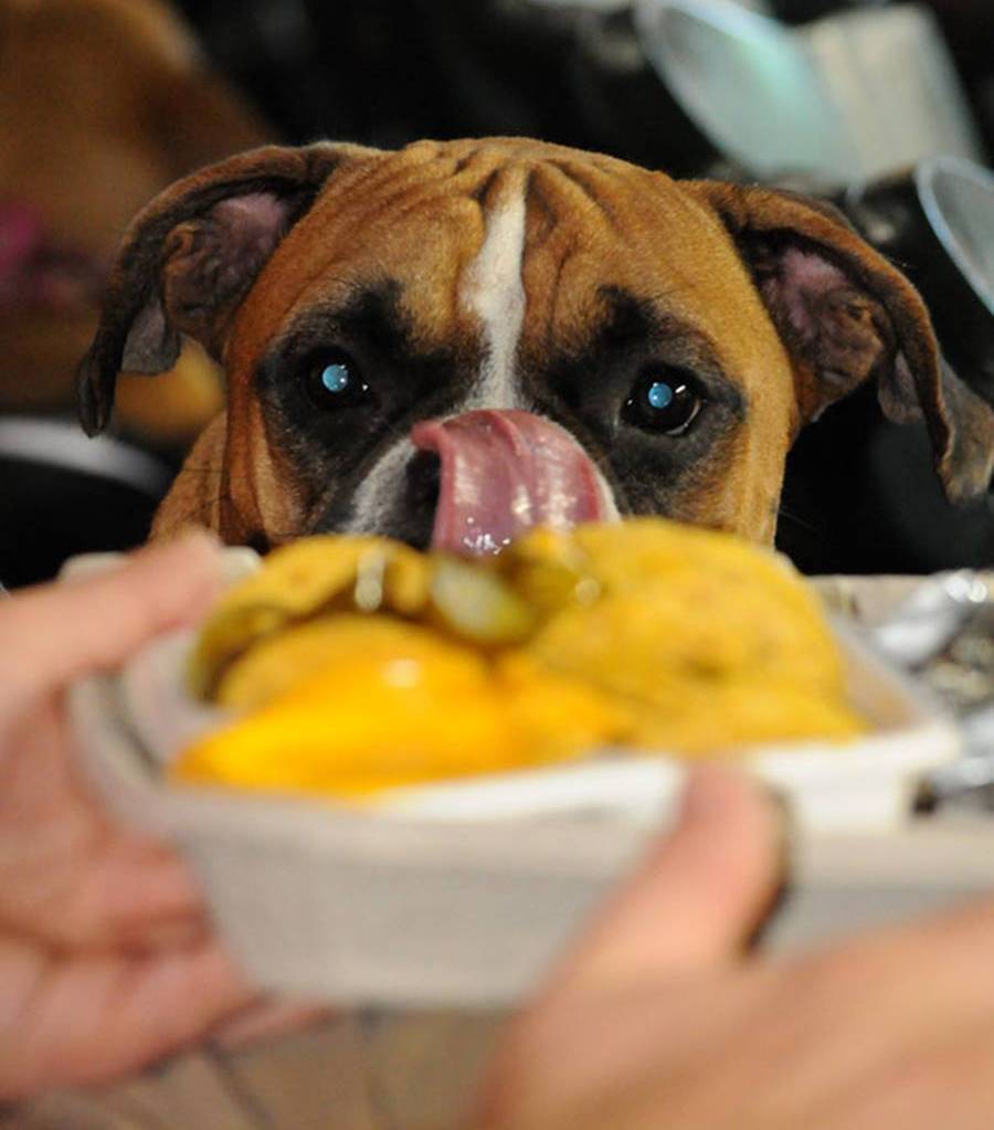 让狗狗伤心的8件事,对狗狗做哪7件事狗狗会更加高兴