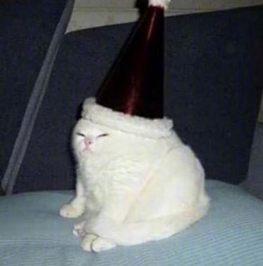 猫的内在品质,猫的本质就是嫌弃主人