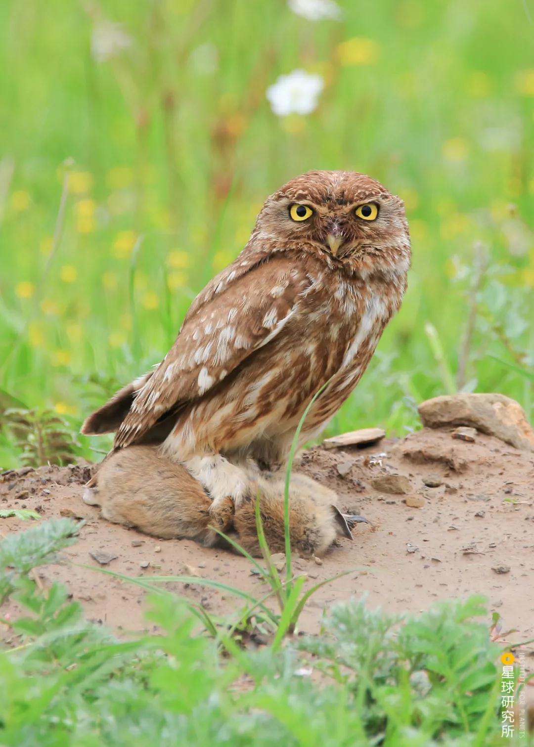 林草领域知识图谱,林草科普专业术语