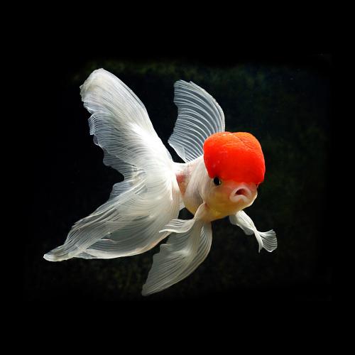 新手养金鱼选择什么底沙,养金鱼哪个品种好看