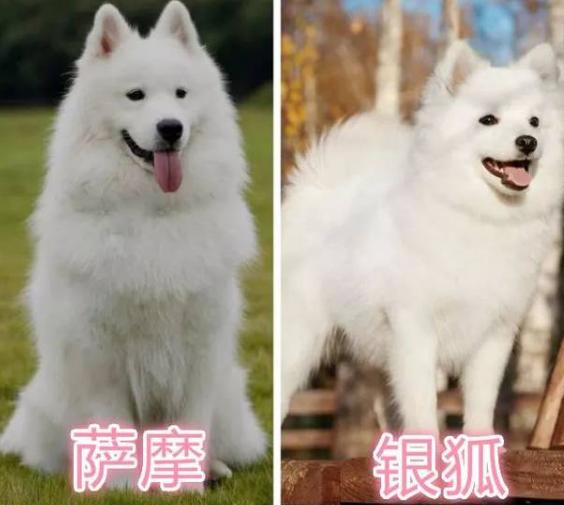 看起来很凶但很认主的狗狗,看起来像好人的狗狗