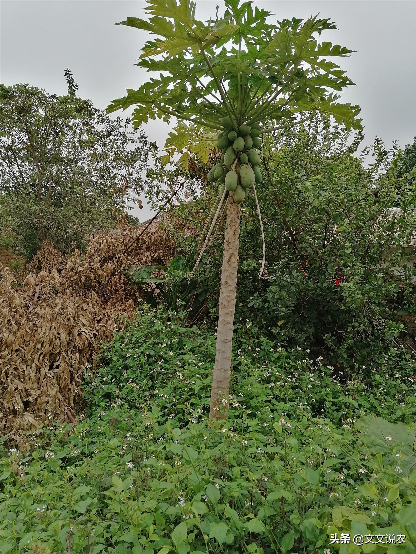 如何培育番木瓜的两性株和雌株,北方能种的番木瓜新品种