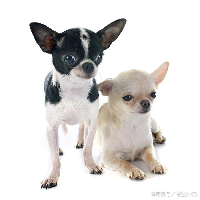 狗狗的种类图片,双鱼座狗狗性格特点