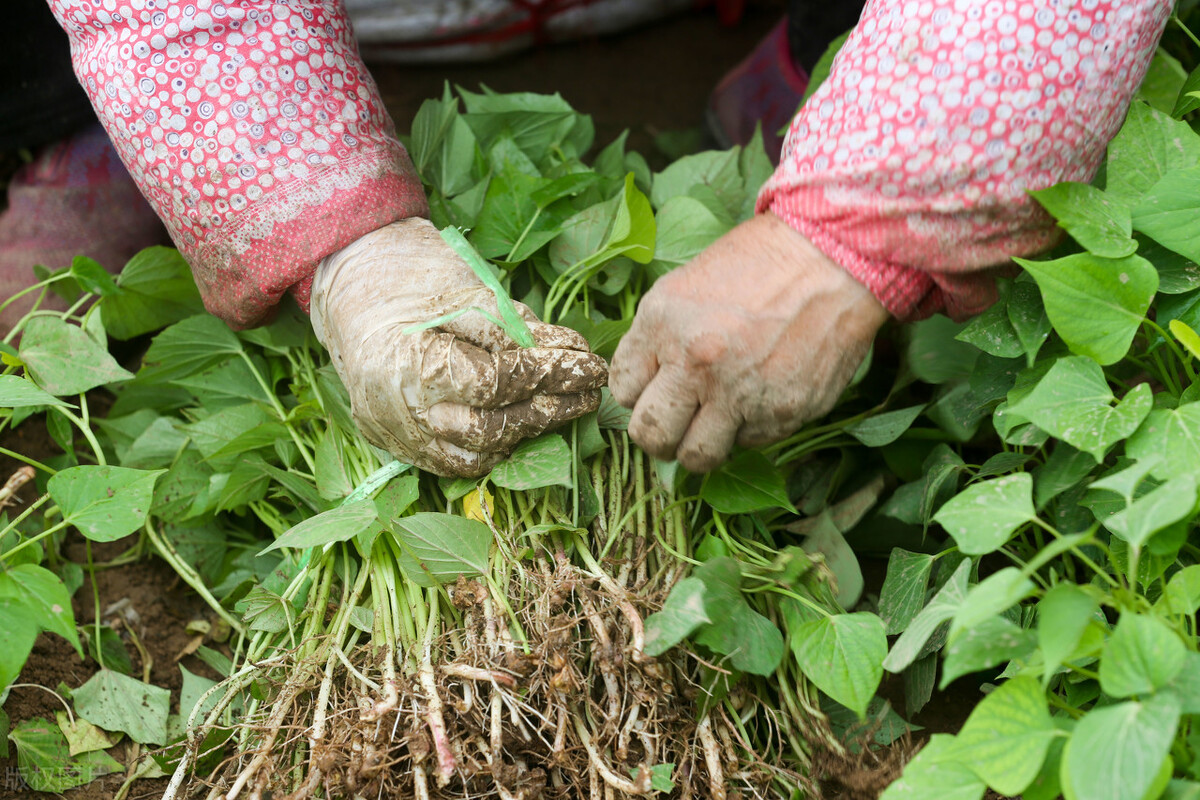 红薯种植时间和方法和步骤,红薯怎么种才是正确