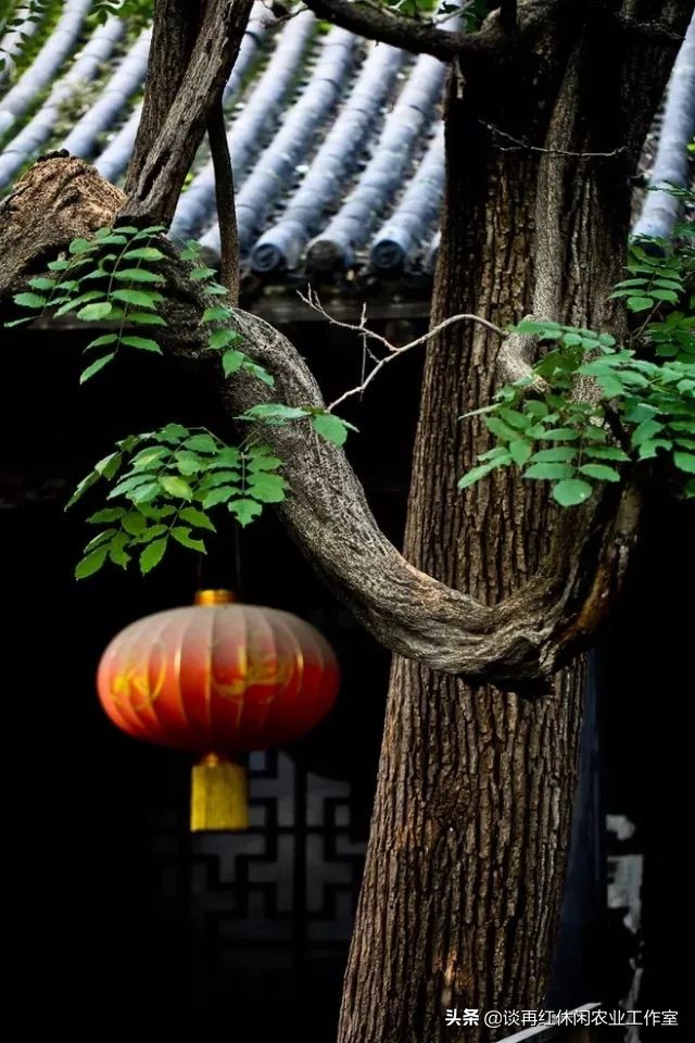 鱼树栽屋前好还是屋后好,阳宅不宜栽什么树