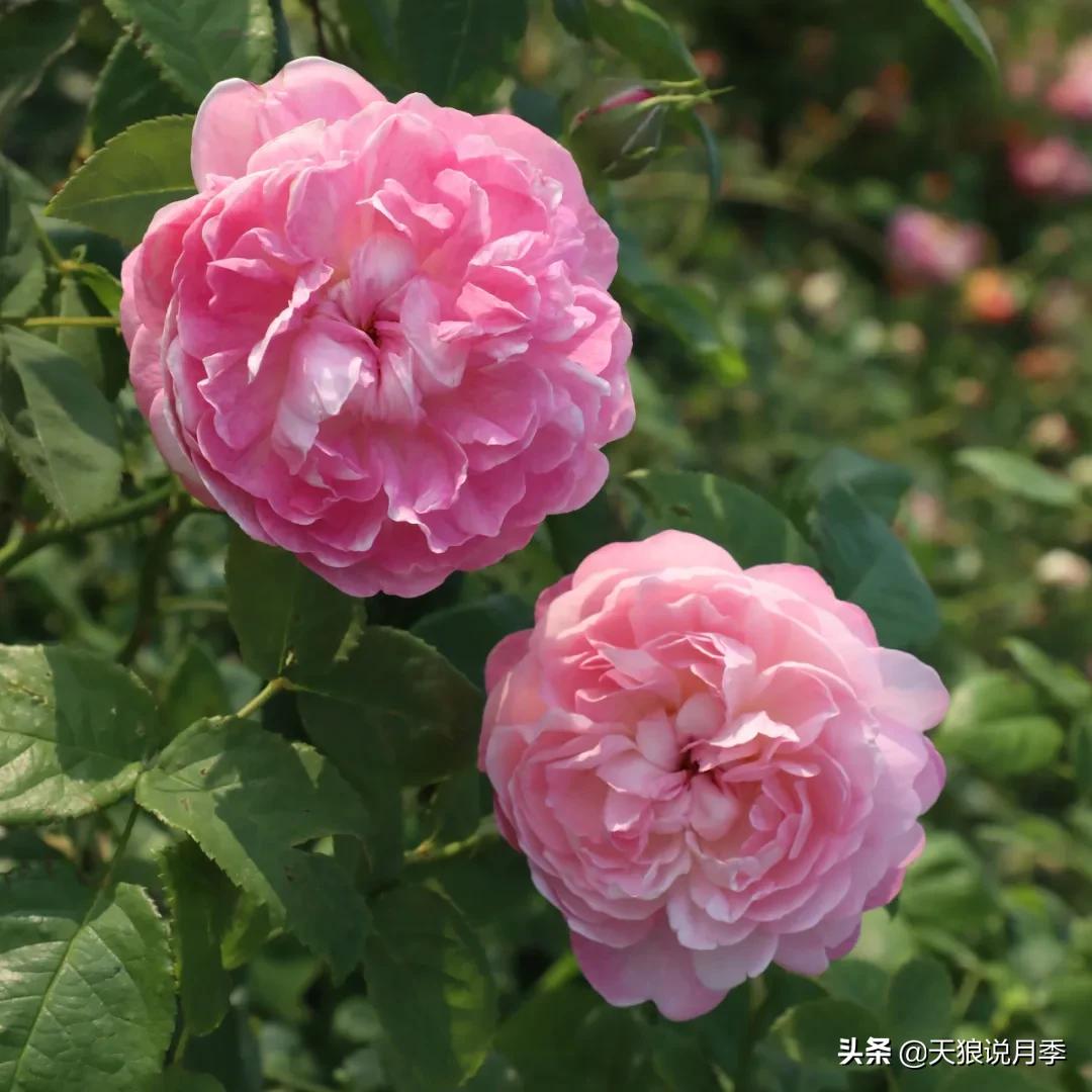 人家最美四月天，天狼自育终于打折了！15个品种供你宠信。