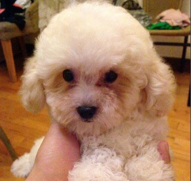 比熊犬有泪痕有什么小技巧解决吗,比熊犬身上有杂毛怎么回事