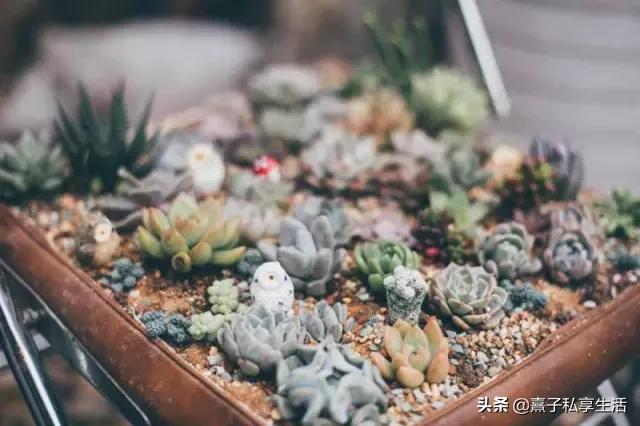 怎么打造低成本花园,怎么用几十元造花园