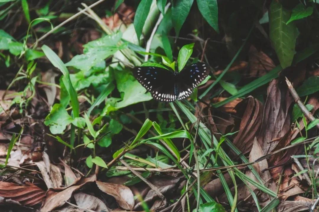 深圳值得打卡的建筑物,深圳最值得打卡的山