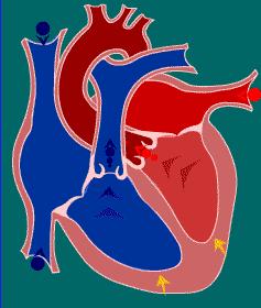 胸痛医生说不是早搏引起的,胃食管反流会引起心脏早搏吗