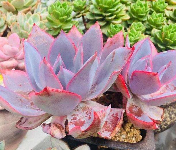 广寒宫和晚霞多肉有什么区别,多肉广寒宫开花的样子