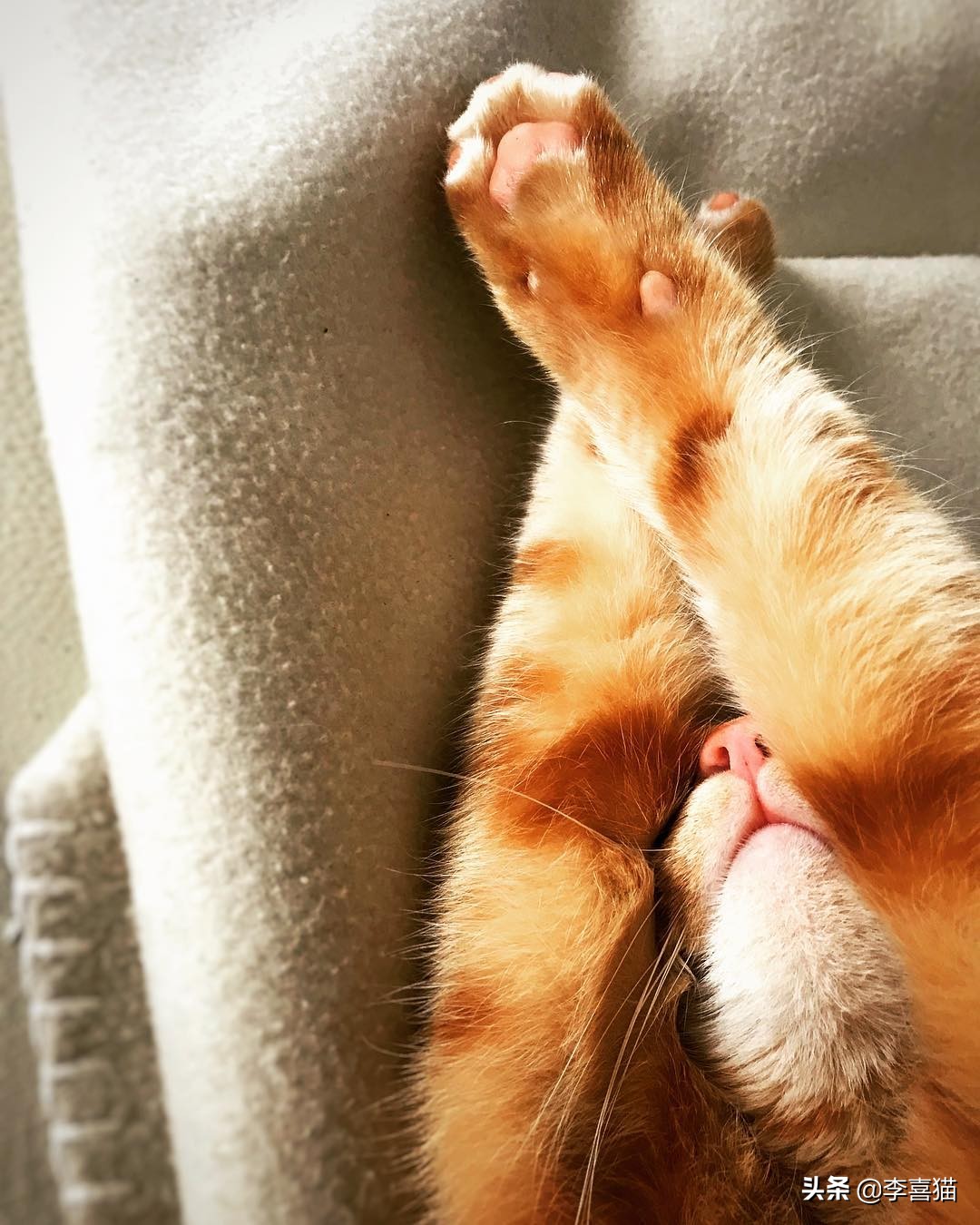 铲屎官你了解这些猫咪的冷知识吗,猫咪的舌头上为什么有刺有危害吗