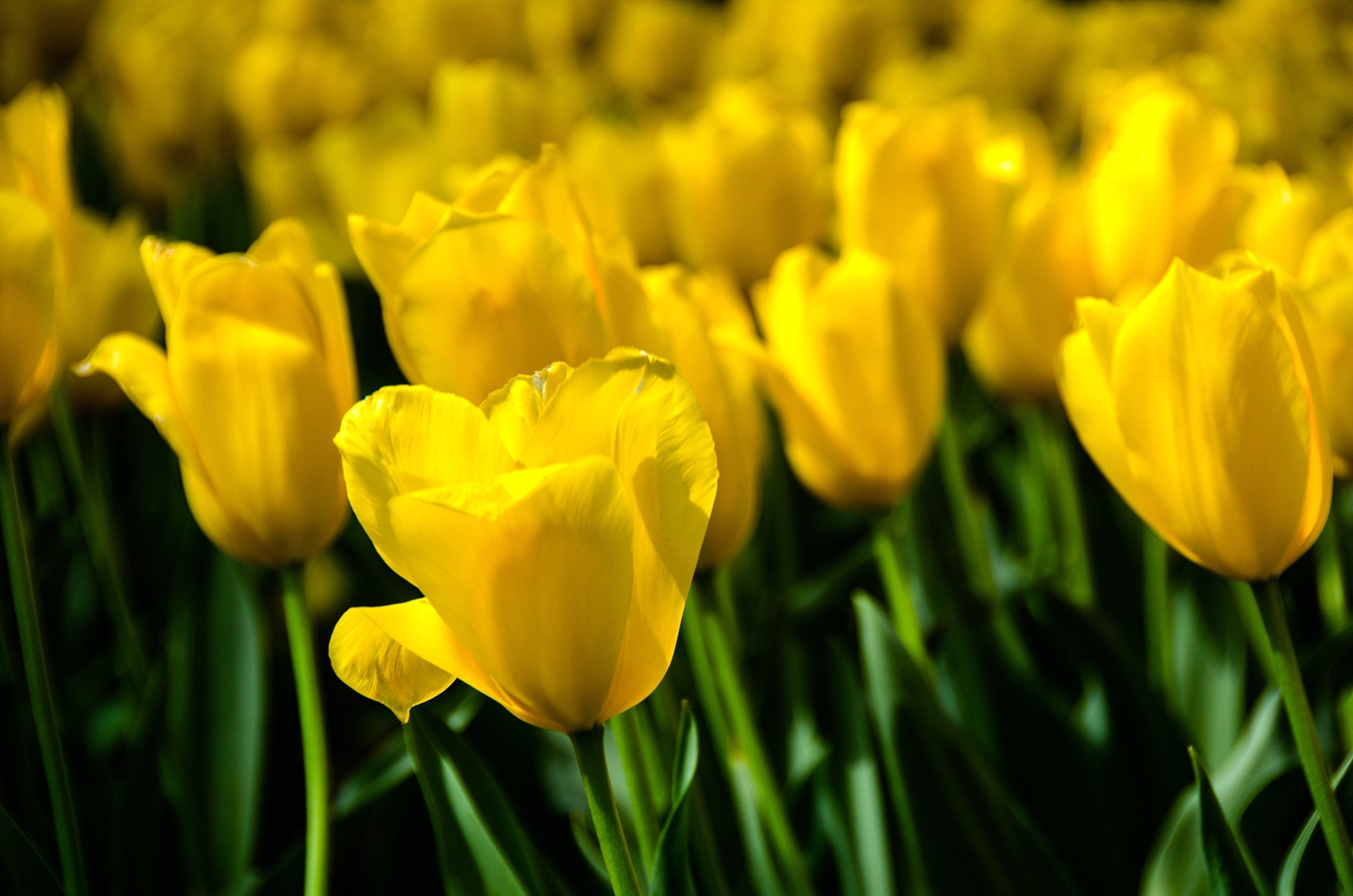 为看郁金香飞一趟荷兰？无锡人说：别傻了！来无锡梅园吧