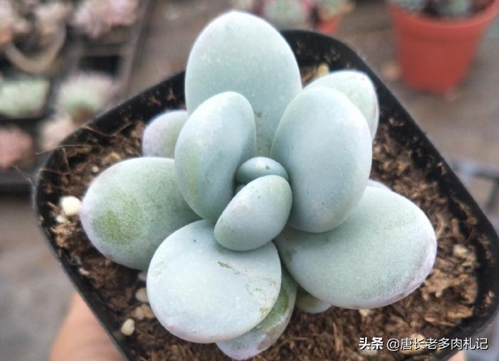 雪胖子多肉,多肉雪美人和橙雪球