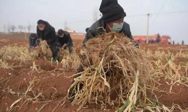 疫情期间你熬住了吗 (如果疫情再下去你能熬多久)