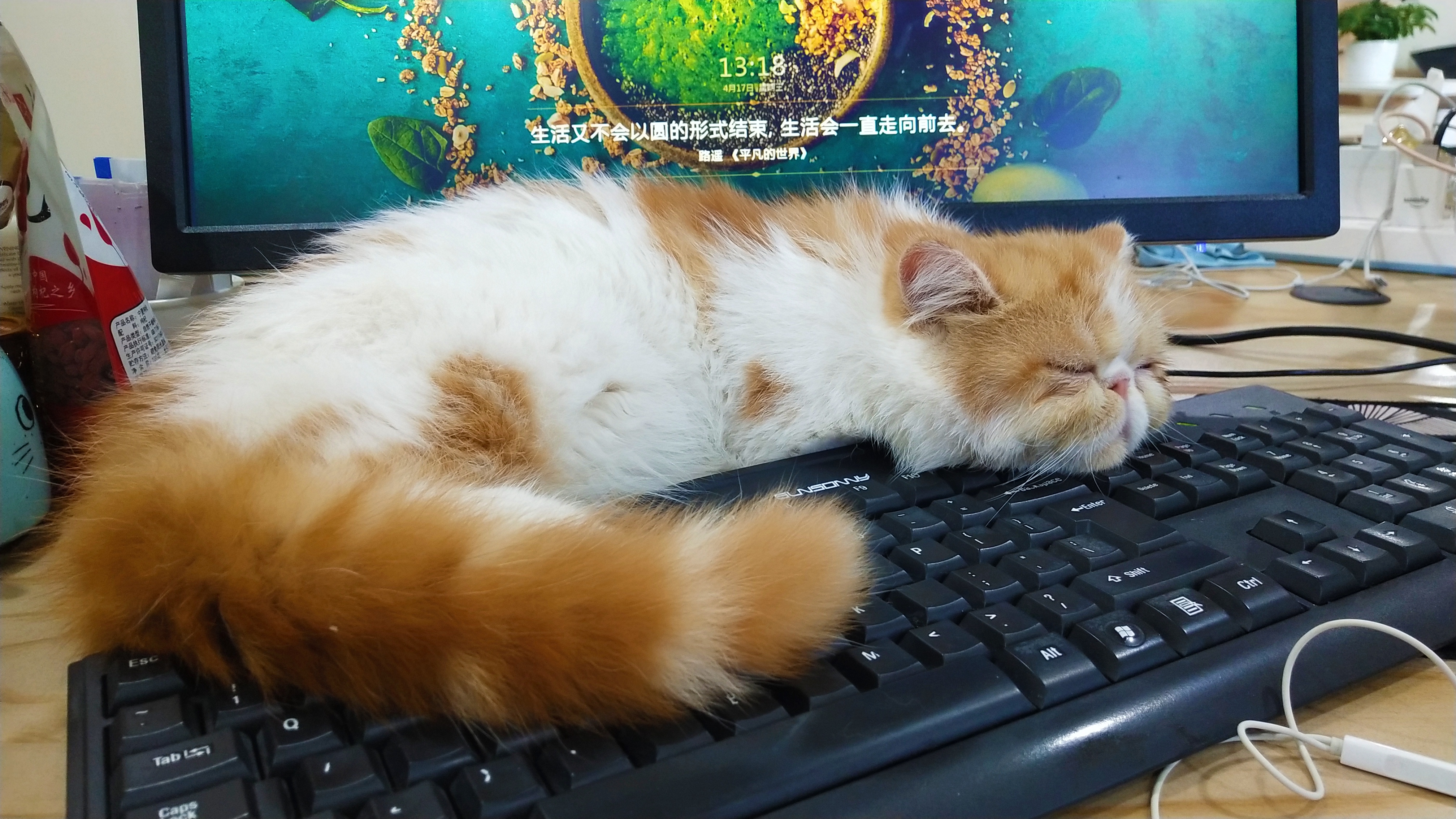 猫咪生病或者不健康会有什么症状,猫咪状态不对