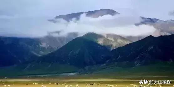 伟大的新疆,伟大的阿勒泰