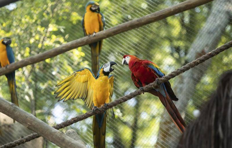 里约最后一只野生金刚鹦鹉正在寻找爱情