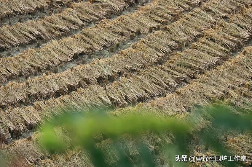 大美黄梅背面,大美黄梅作品