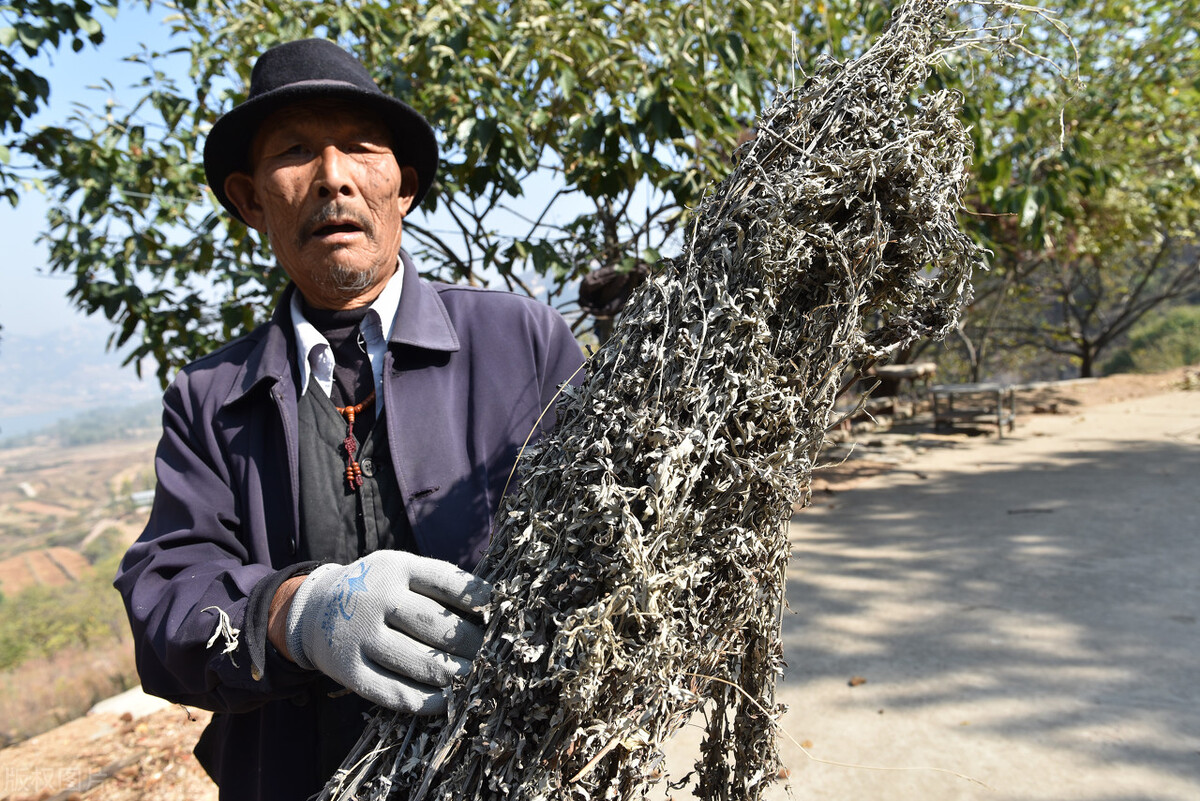 端午挂艾草的正确方法北方,端午挂艾草什么时间挂最好
