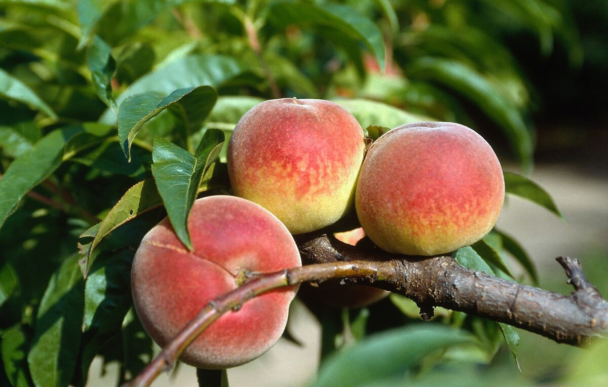 吃桃子的禁忌事项有哪些,吃桃子有这3个禁忌千万不要忽视