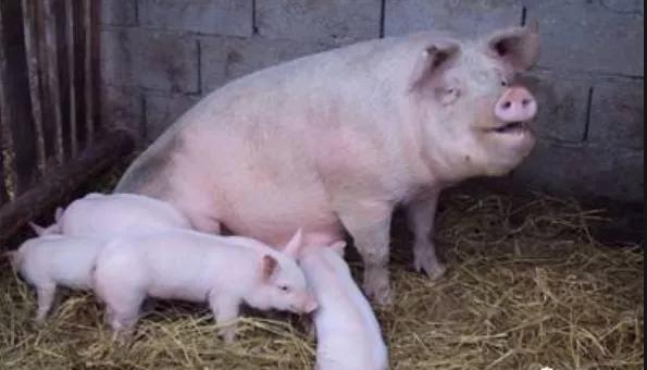 母猪产后不吃食可以喂艾草吗,母猪产后不食打多少维生素b