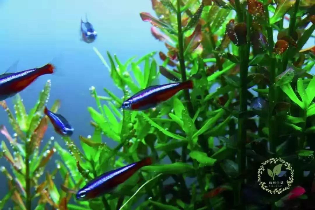 森森603b过滤桶适合多大的鱼缸,森森水族过滤桶hw-603b怎么放滤材