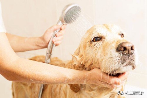 金毛怎么养才会不拉稀,4个月金毛背毛粗糙怎么办