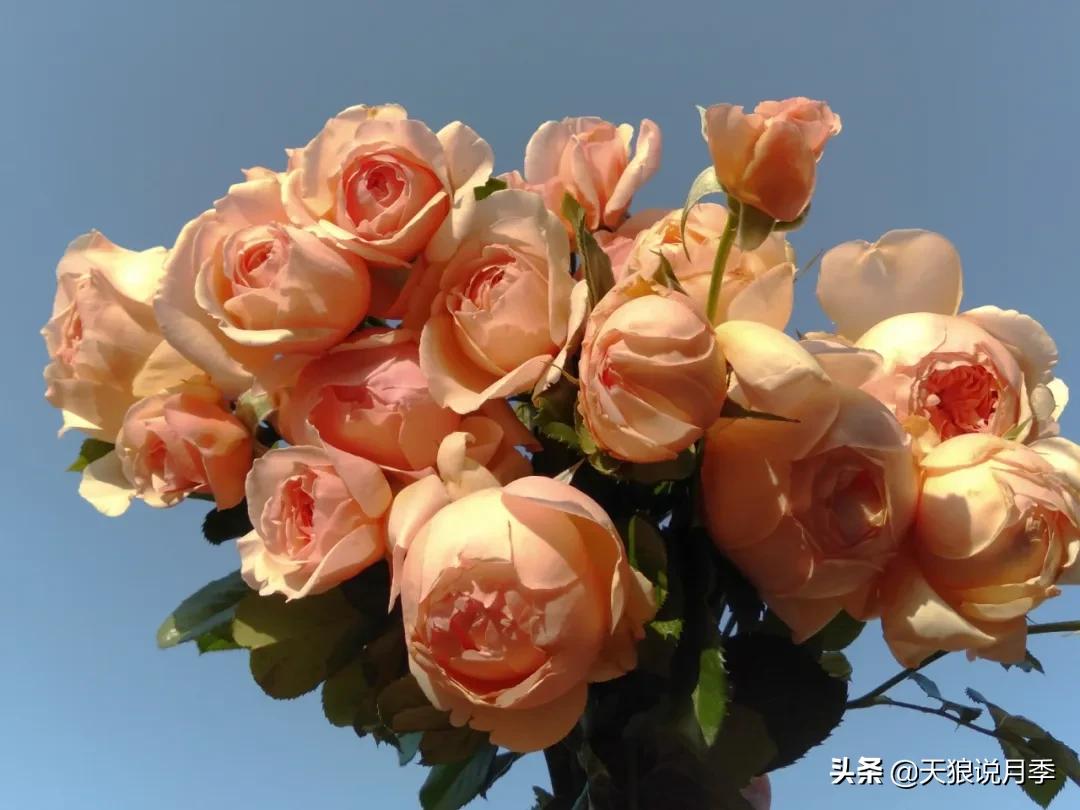 月季花是时候展现真正的技术了 (开春的第一波月季花就这么过去了)