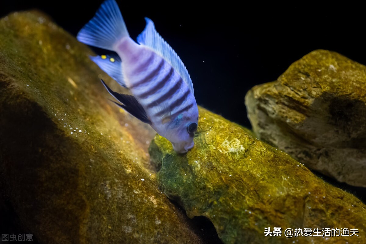 养鱼老是死鱼怎么办,新鱼缸养鱼怎么一个星期开始死鱼